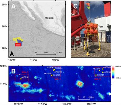 Benthic and Demersal Scavenger Biodiversity in the Eastern End of the Clarion-Clipperton Zone – An Area Marked for Polymetallic Nodule Mining